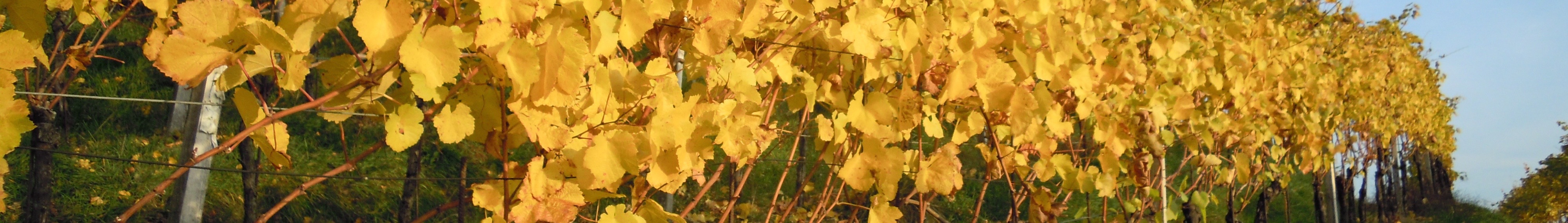 Herbst